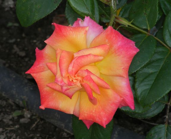 Hot Romance photo hr2014_07300046_zpsaa75e52c.jpg